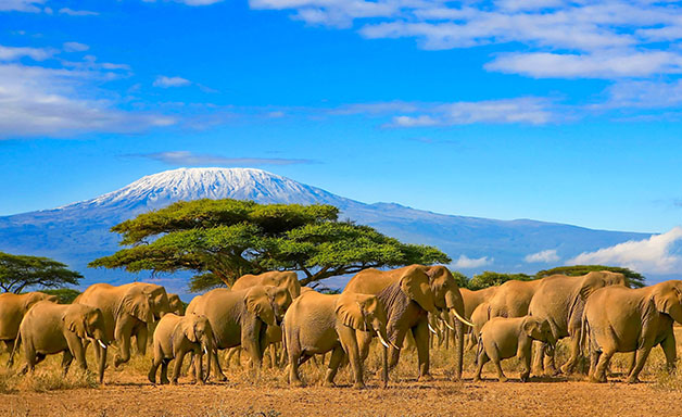 Herd of african elephants taken on a safari trip to Kenya with a snow capped Kilimanjaro mountain in Tanzania in the background, under a cloudy blue skies.